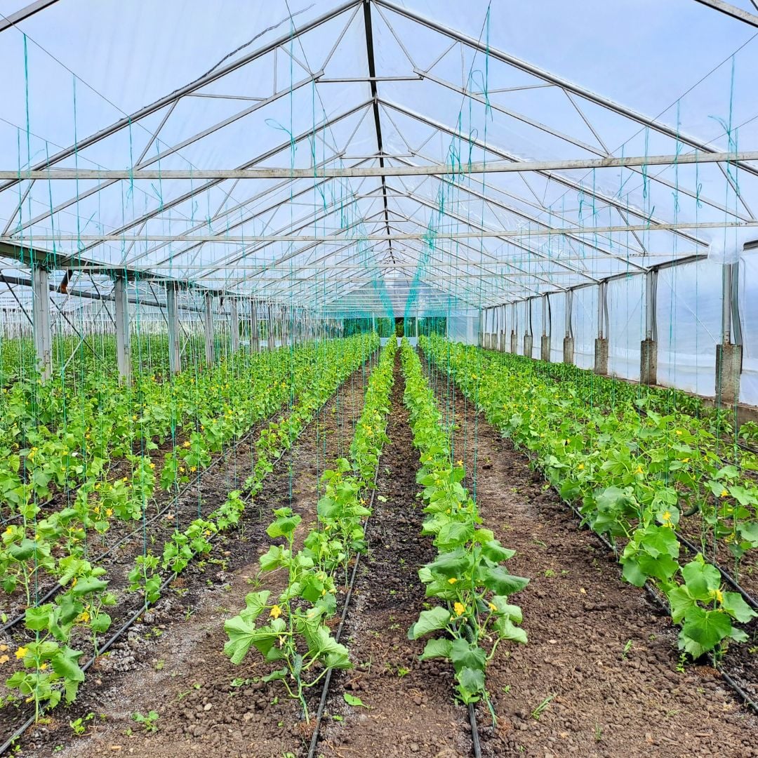 O seră cu plante care cresc în ea.